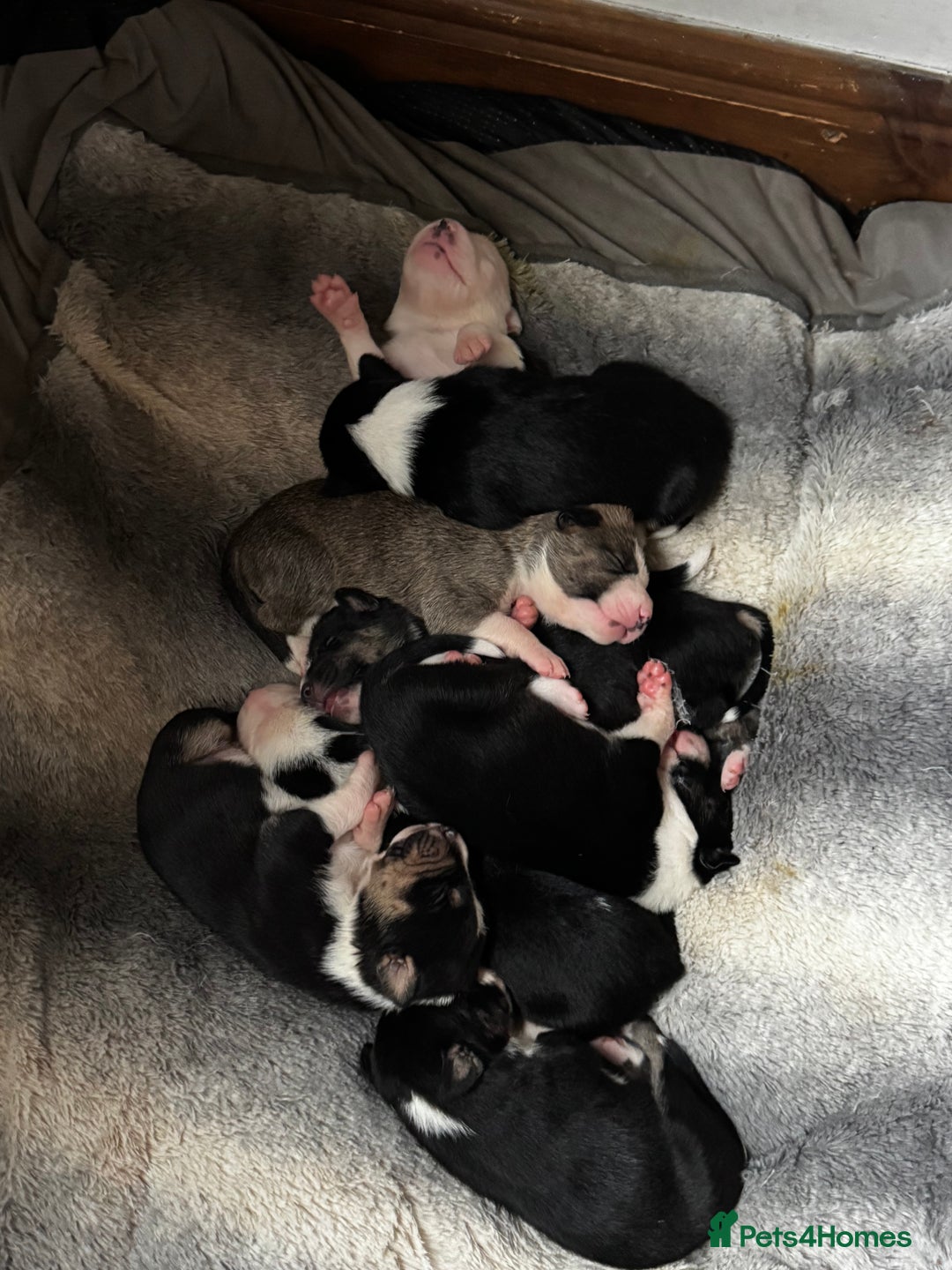 Mixed Breed dogs for sale: Pups for sale  - Advert 11