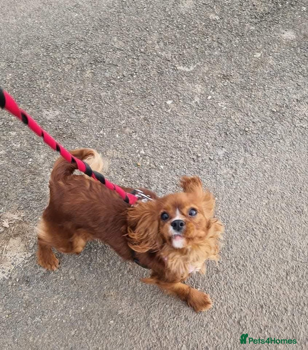Cavalier King Charles Spaniel dogs for sale: Gorgeous Cavalier Adult Ruby Girl  - Advert 6