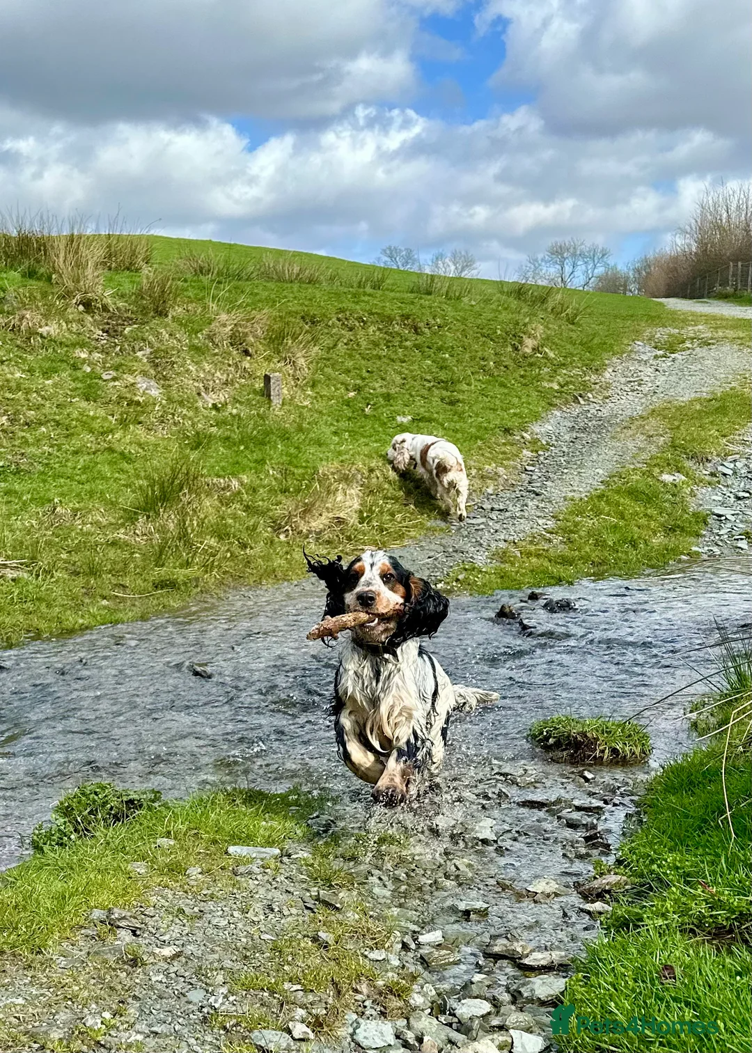 Cocker Spaniel dogs for stud: Show Cocker, Blue Roan and Tan (Stud Service Only) in Doncaster - Advert 11