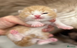 British Shorthair cats for sale: TICA registered colourful littler of BSH kittens  - Image 12