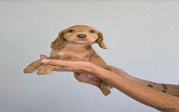 Cocker Spaniel dogs for sale: Working cocker spaniel puppies  - Image 7