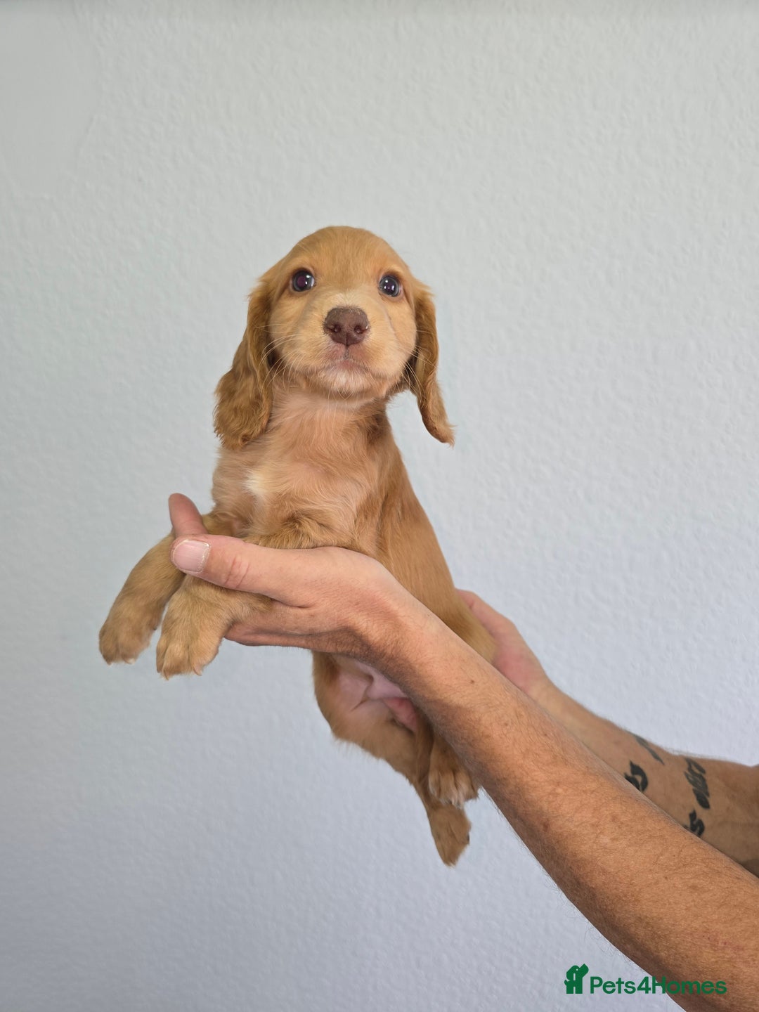 Cocker Spaniel dogs for sale: Working cocker spaniel puppies  - Image 7