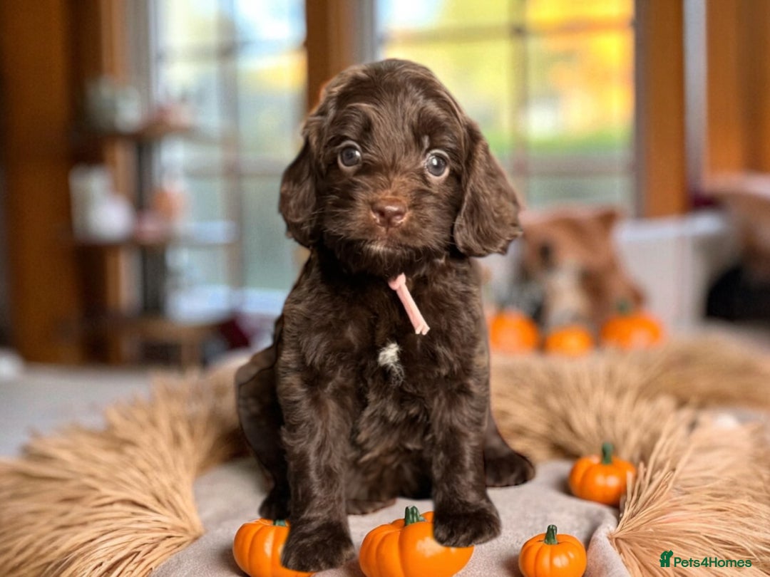 Cockapoo dogs for sale: WAITING LIST OPEN FOR SHOW SPANIELS AND COCKAPOOS - Advert 16