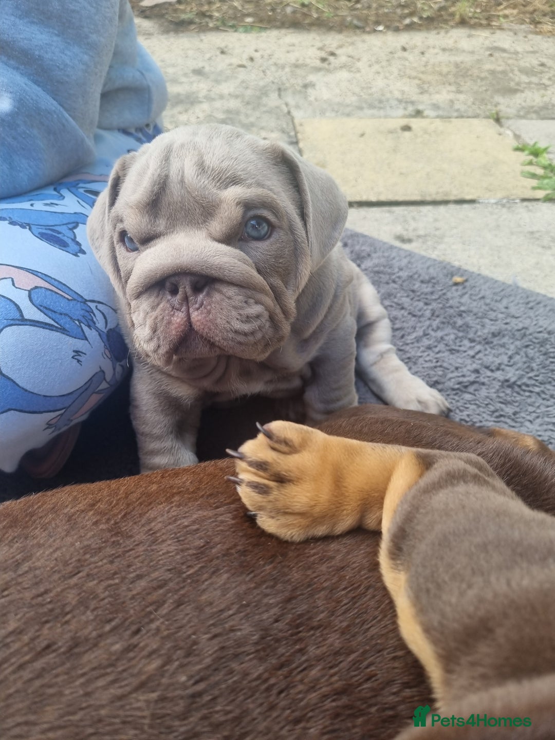English Bulldog dogs for sale: English bulldog  - Image 12