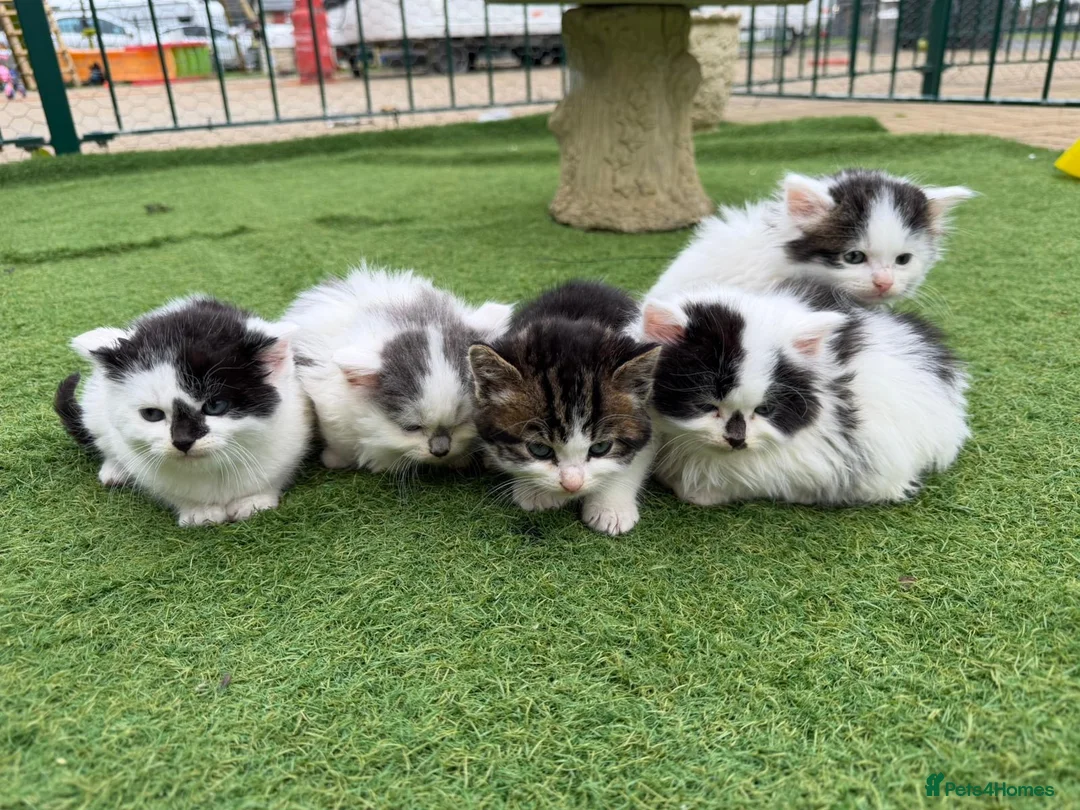 Mixed Breed cats for sale: Kittens in Biggleswade - Advert 2
