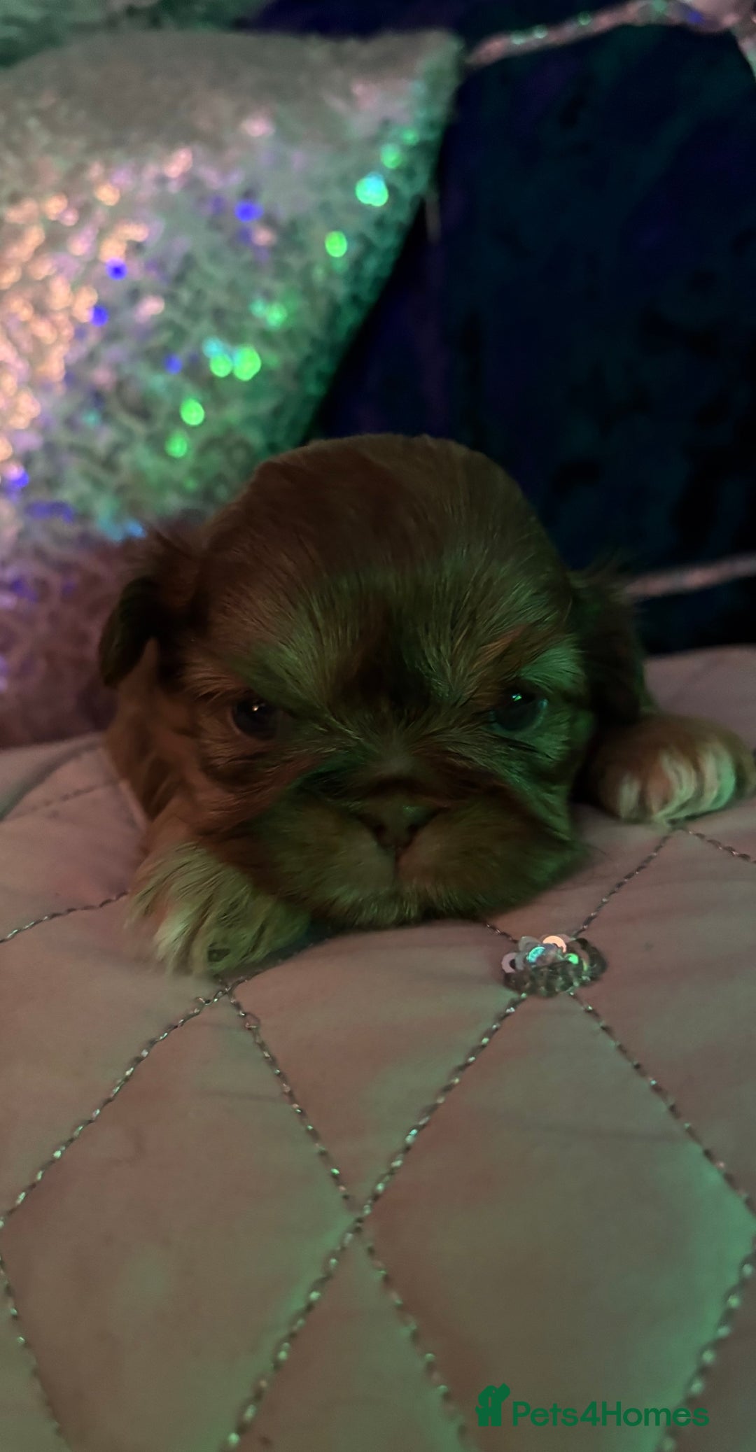 Shih Tzu dogs for sale: 4 beautiful stunning shih tzu puppies  - Advert 12