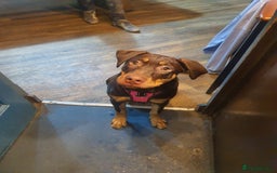Mixed Breed dogs for sale: Female mixed breed  - Image 4