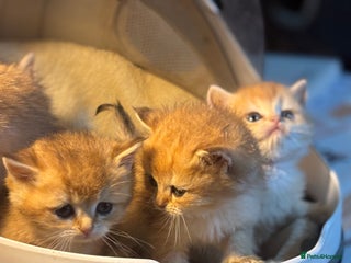 British Shorthair cats Full Pedigree Golden tipped British Shorthair - Advert 10