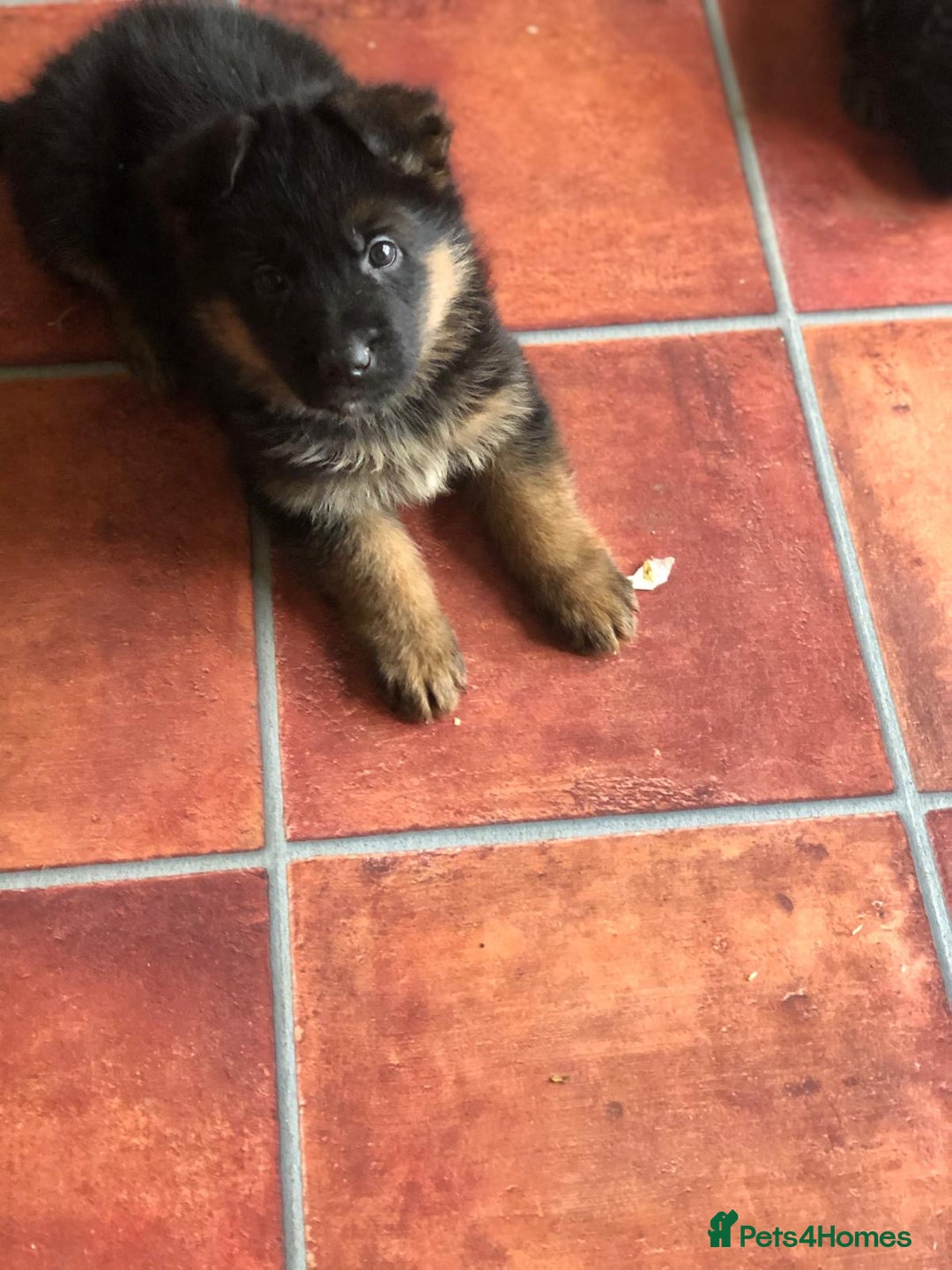 German Shepherd dogs for sale: West German German Shepherd stud dog for sale - Image 14