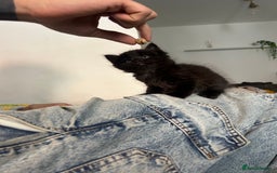 Domestic Shorthair cats for sale: 5 fluffy kittens  - Image 14