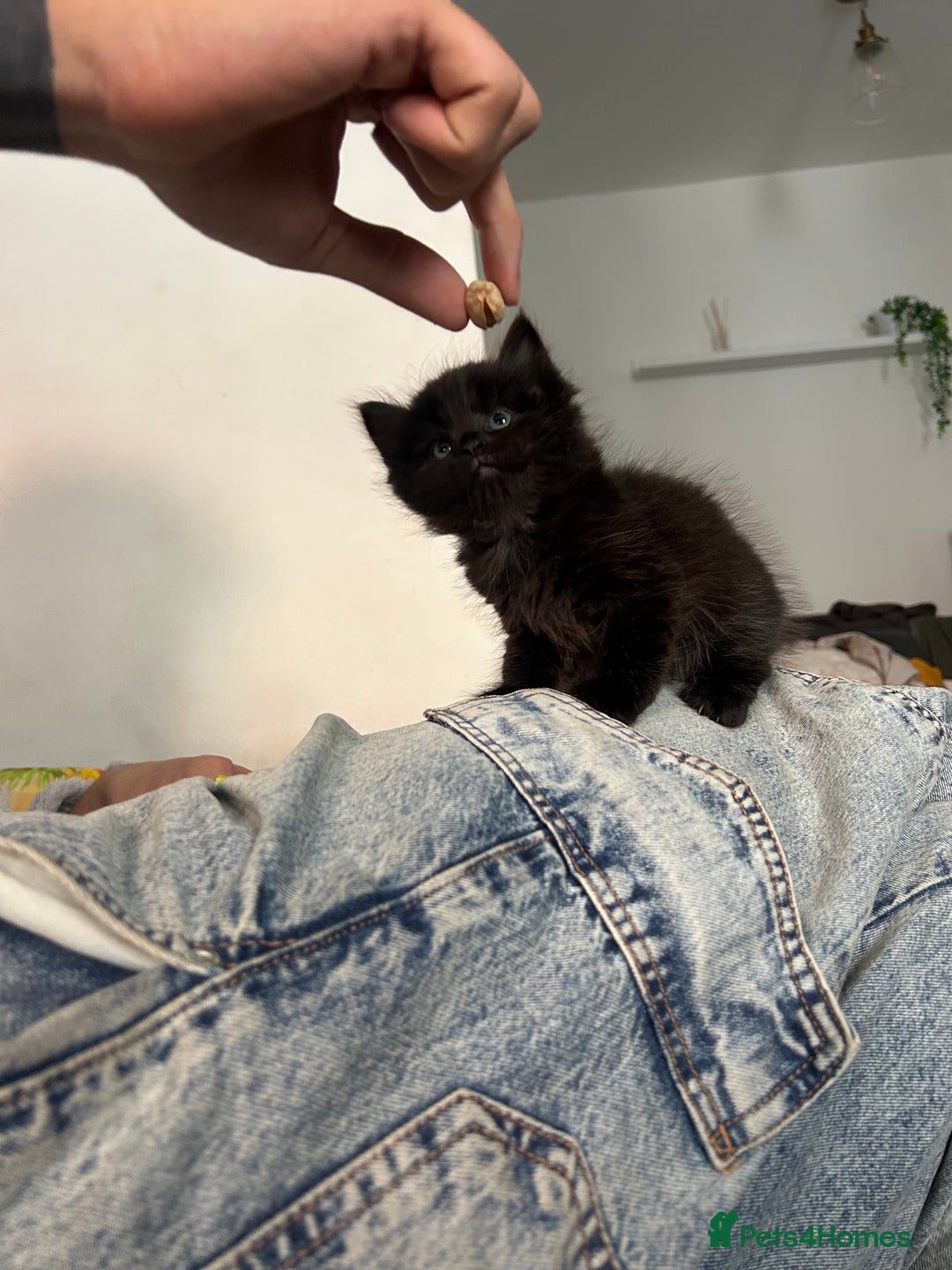 Domestic Shorthair cats for sale: 5 fluffy kittens  - Image 14