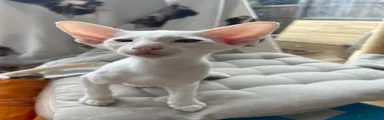 Siamese 3