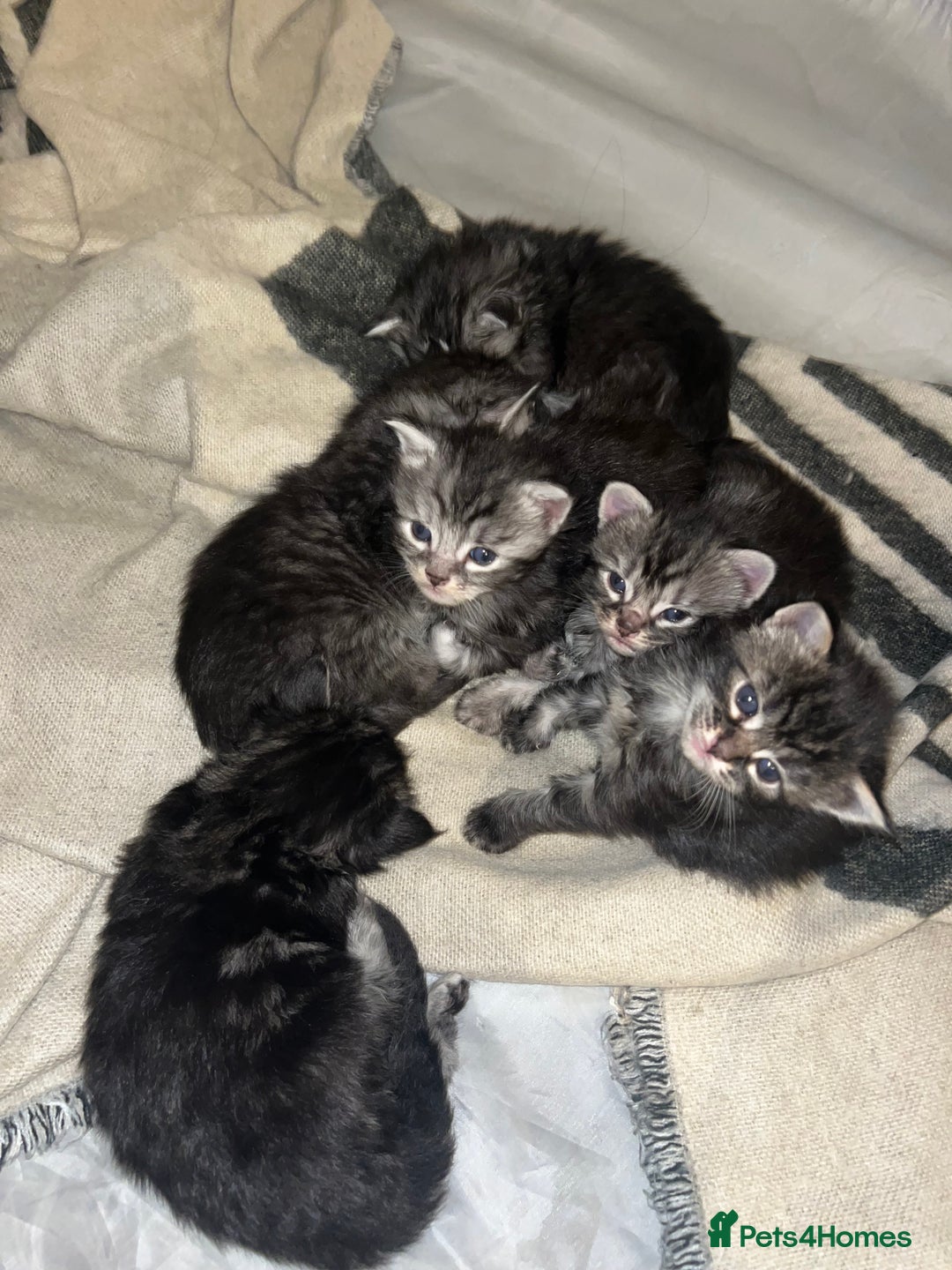 Maine Coon cats for sale: Maine coone kittens  - Image 15