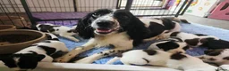 English Springer Spaniel dogs for sale: Outstanding Home Reared KC 5 ⭐️ Vetted Ready now  - Advert 8