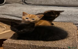 Ragdoll cats for sale: Calicox ragdolls - Image 1