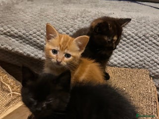 Ragdoll cats - Advert 7