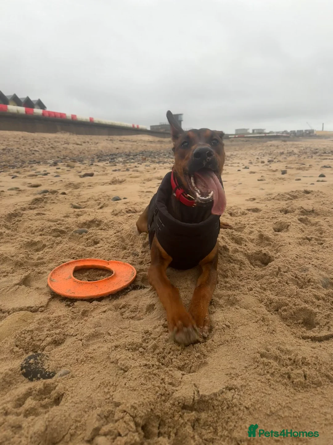 Mixed Breed dogs for sale: Cali  - Advert 7