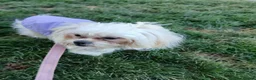 Mixed Breed dogs for sale: Maltes/Lhasa apso puppies  - Advert 9