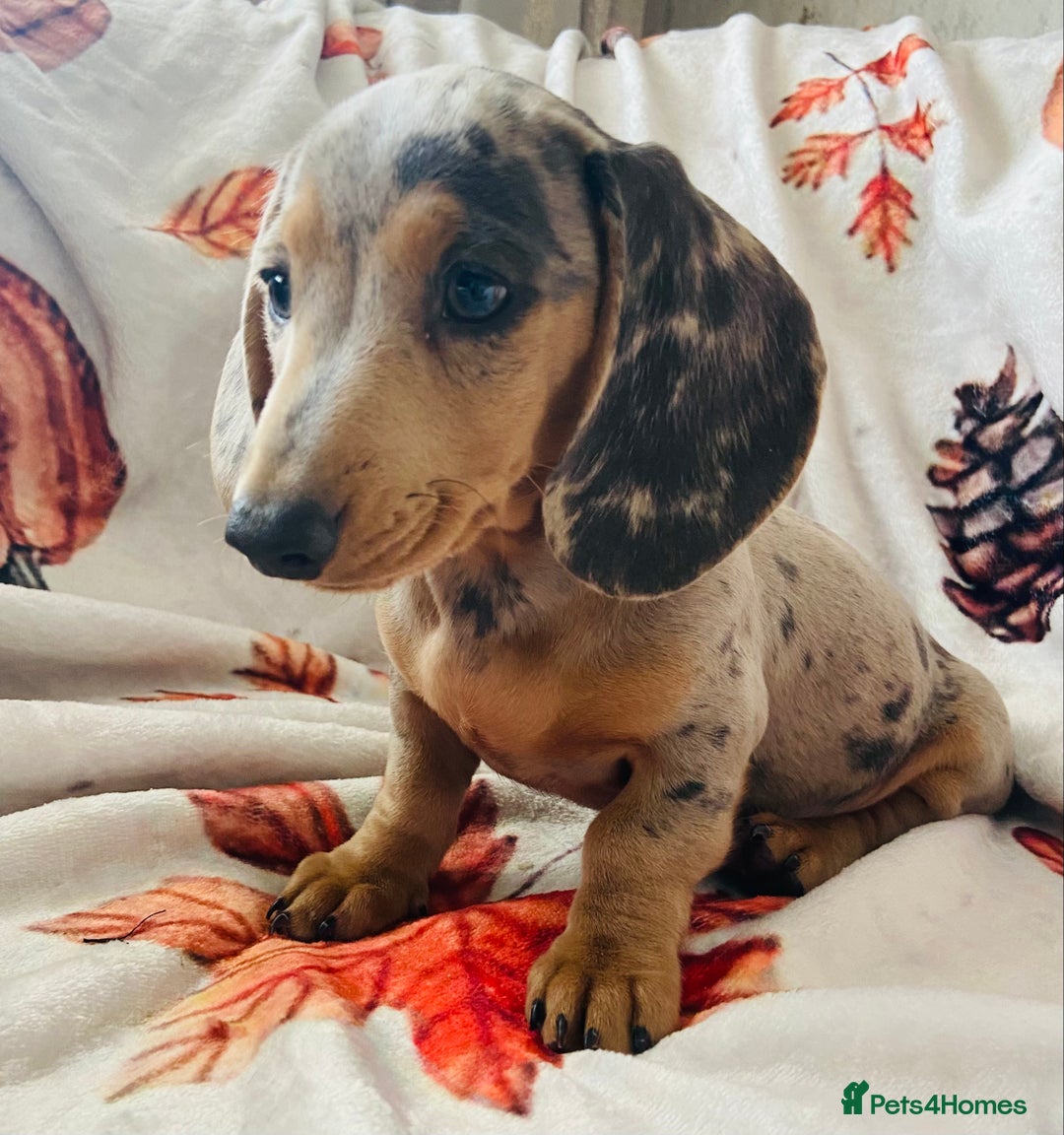 Miniature Dachshund dogs for sale: Miniature dachshunds - Image 10