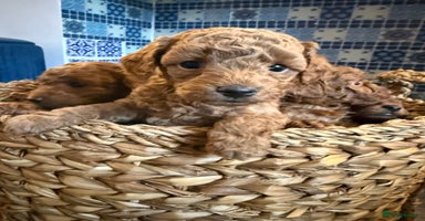 Cavapoo dogs - Advert 15