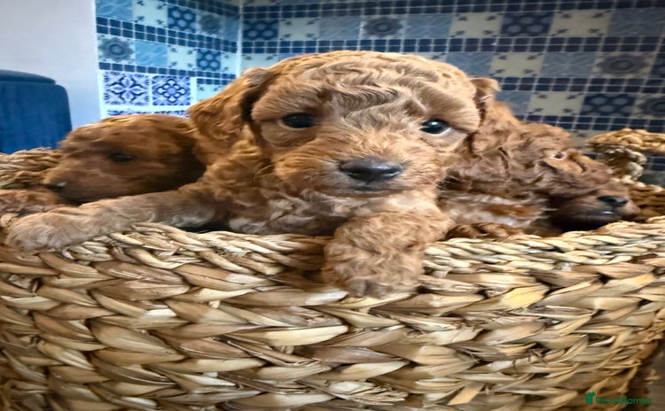 Cavapoo dogs - Advert 1