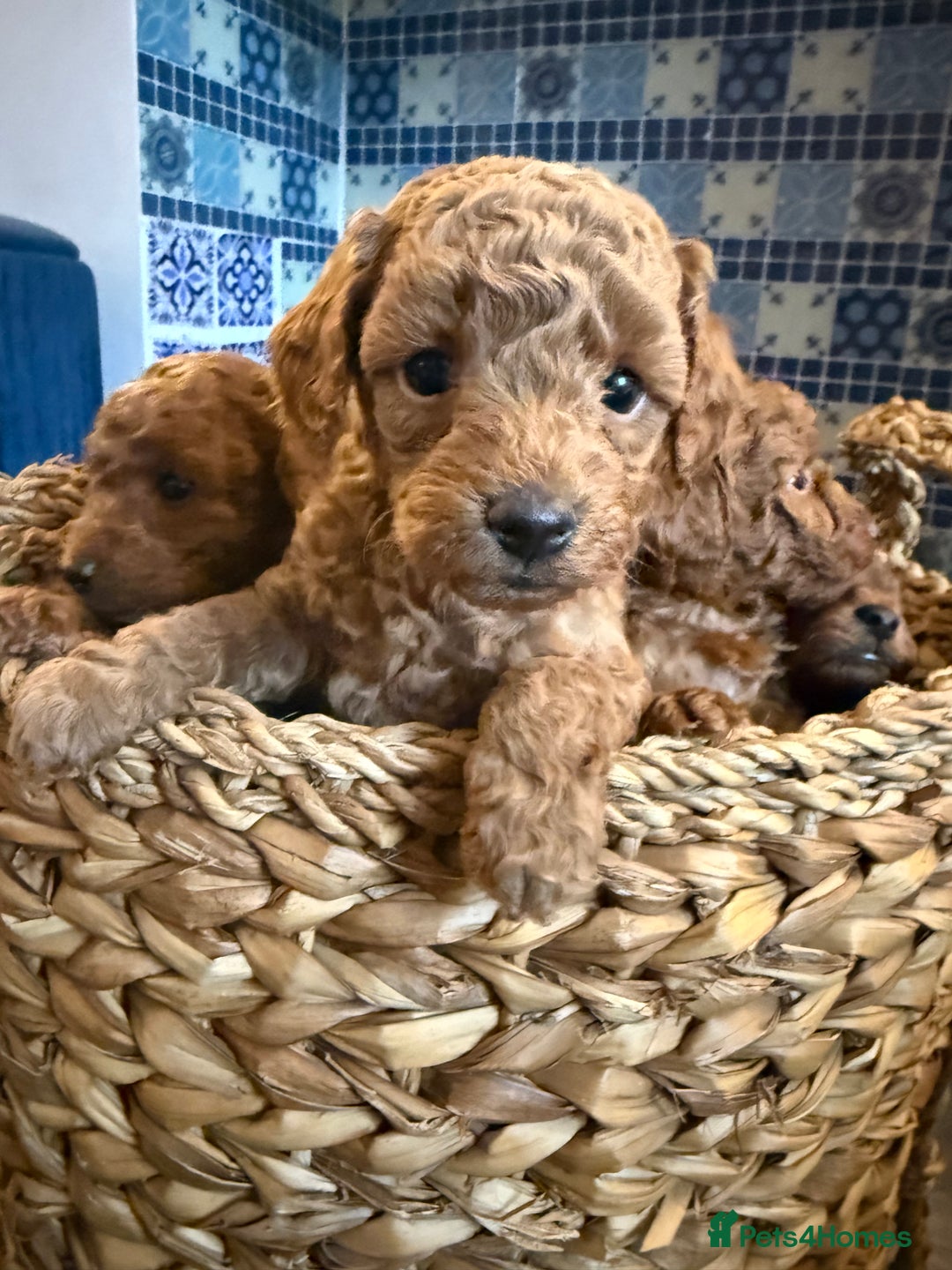 Cavapoo dogs for sale: Deep red Cavapoo puppies  - Image 2