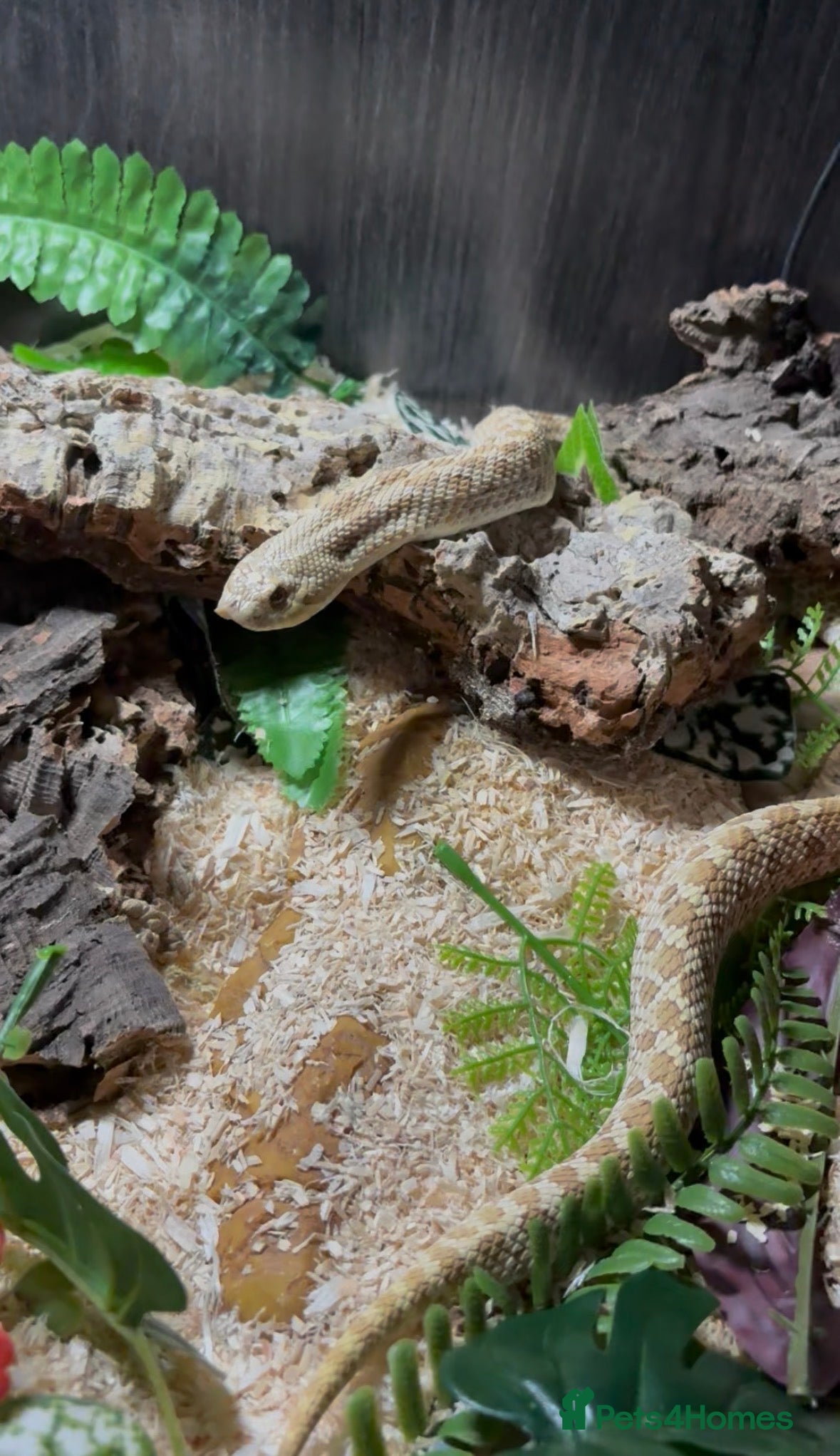 Snake reptiles Hognose female. All new tailored enclosure. - Advert 1