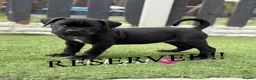 Cane Corso dogs for sale: 🐾 1 BOY LEFT CANE CORSO PUPPIES🐾 - Advert 18