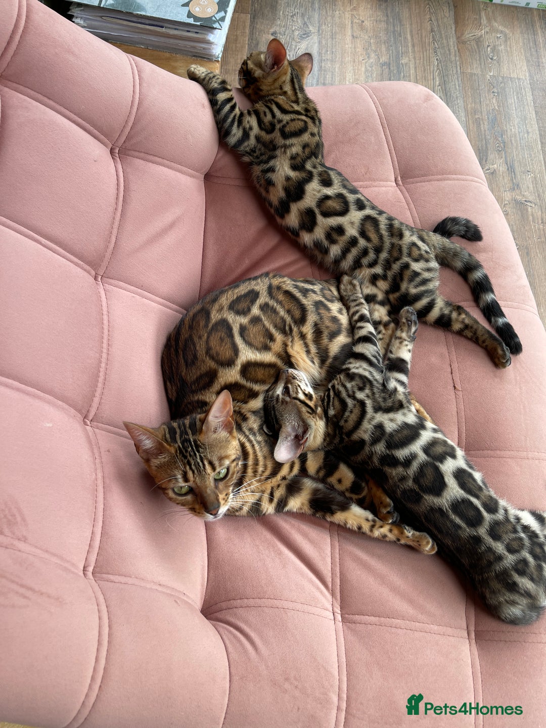 Bengal cats for sale: Bengal kittens for sale-Stunning 3-color Rosettes  - Image 7