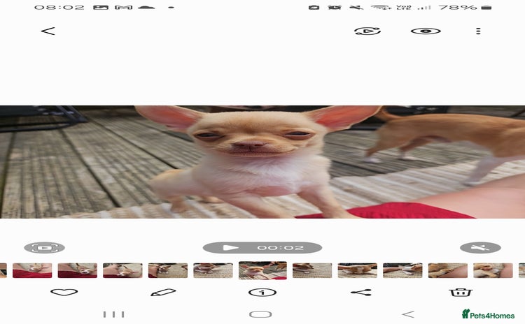 Chihuahua dogs - Advert 8