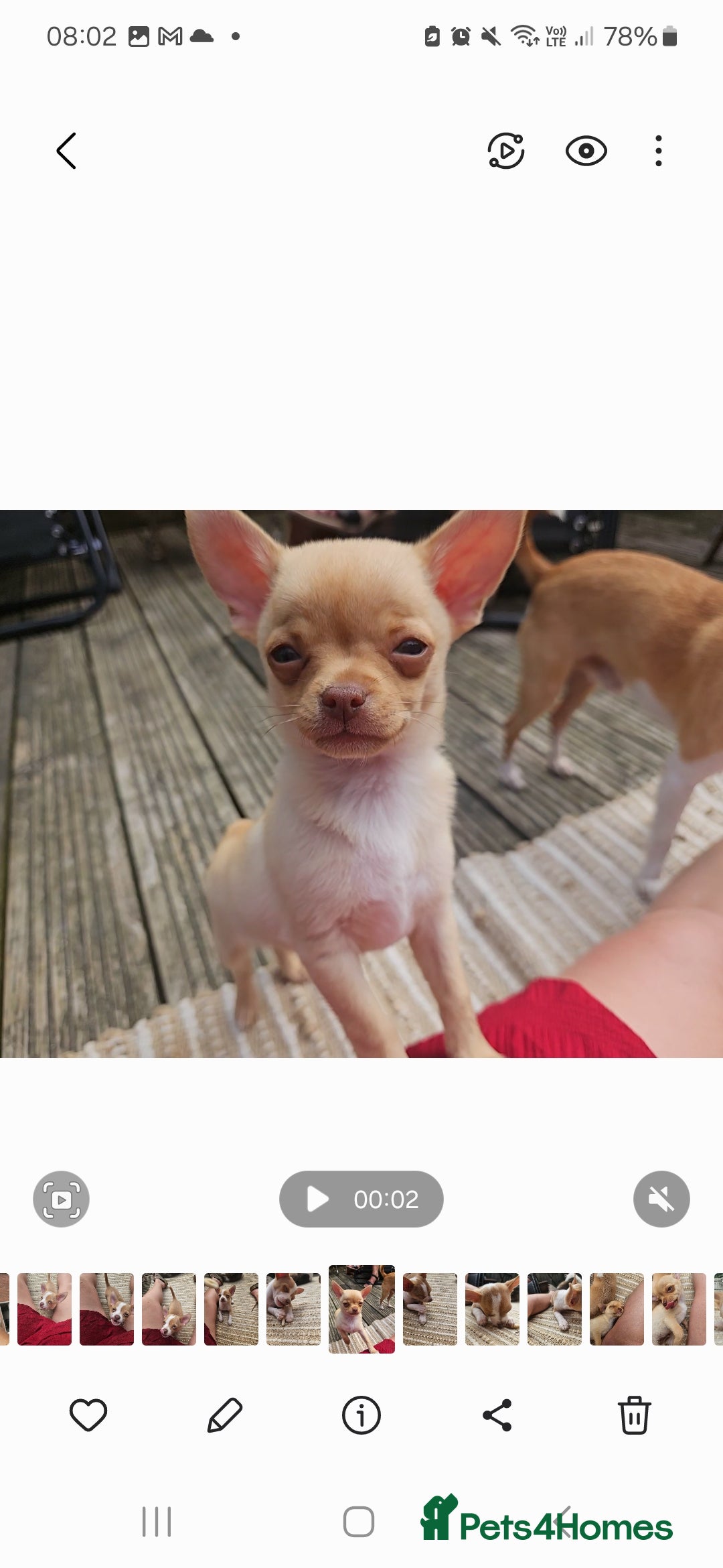 Chihuahua dogs for sale: 2 pure breed male chihuahua ready to leave - Image 1