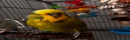 Budgerigars birds for sale: 2 young bonded budgies + cage and accessories - Advert 4