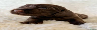 Cocker Spaniel 4