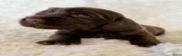 Cocker Spaniel dogs for sale: Health Tested KC Reg Showline Cocker Spaniel Pups - Advert 26
