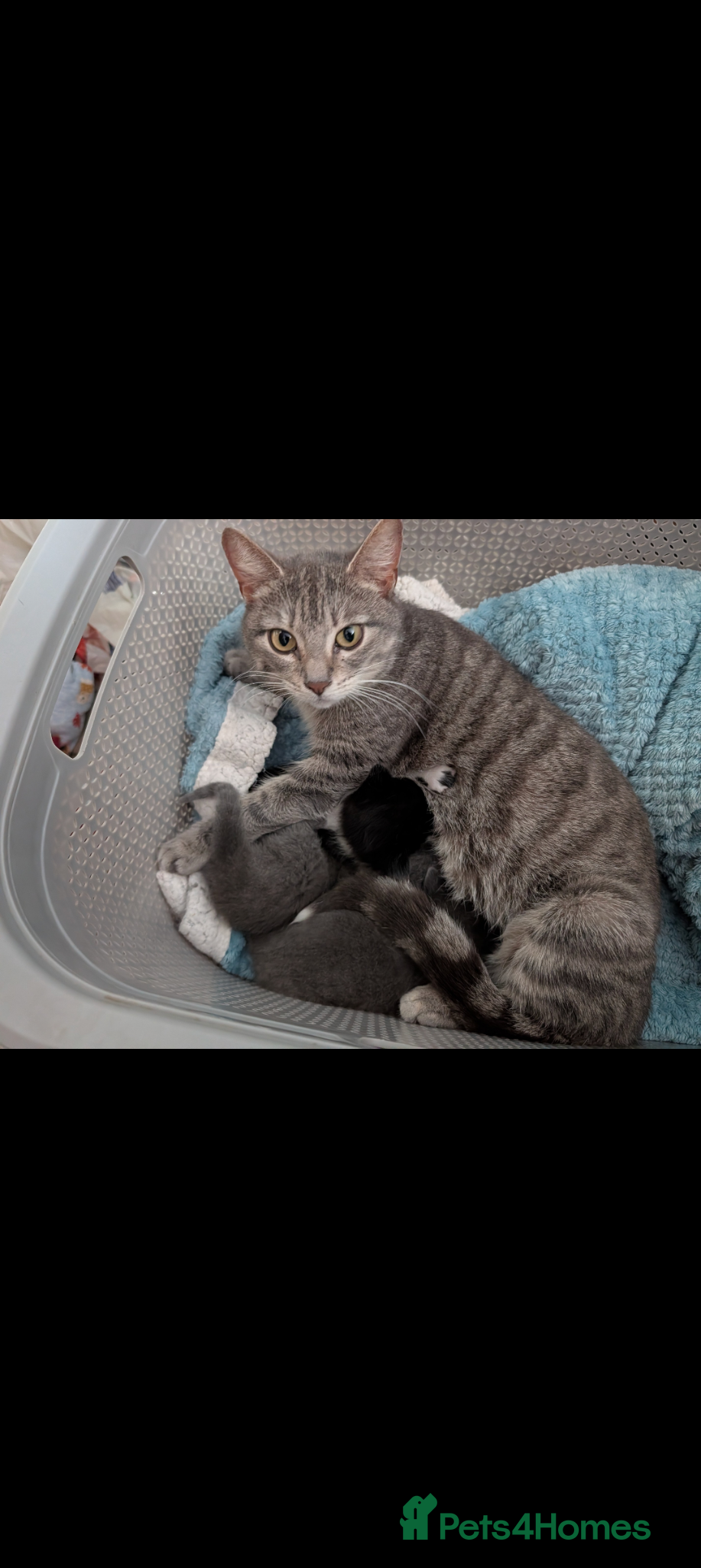 Mixed Breed cats Mixed litter kittens  - Advert 3