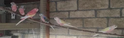 Parakeets birds for sale: Adult Bourkes Parakeets  - Advert 1
