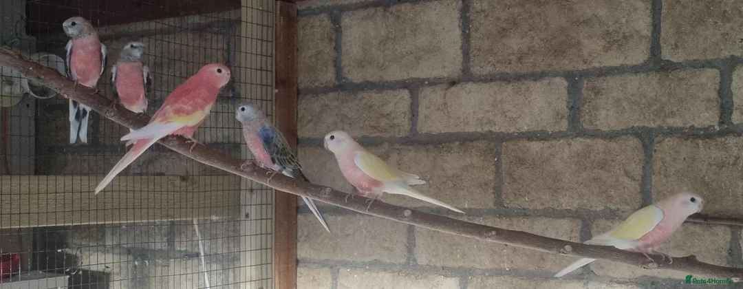 Parakeets birds for sale: Adult Bourkes Parakeets  - Advert 1