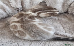 Bengal cats for sale: TICA Registered Bengal Kittens–Ready End Nov 25 - Image 18