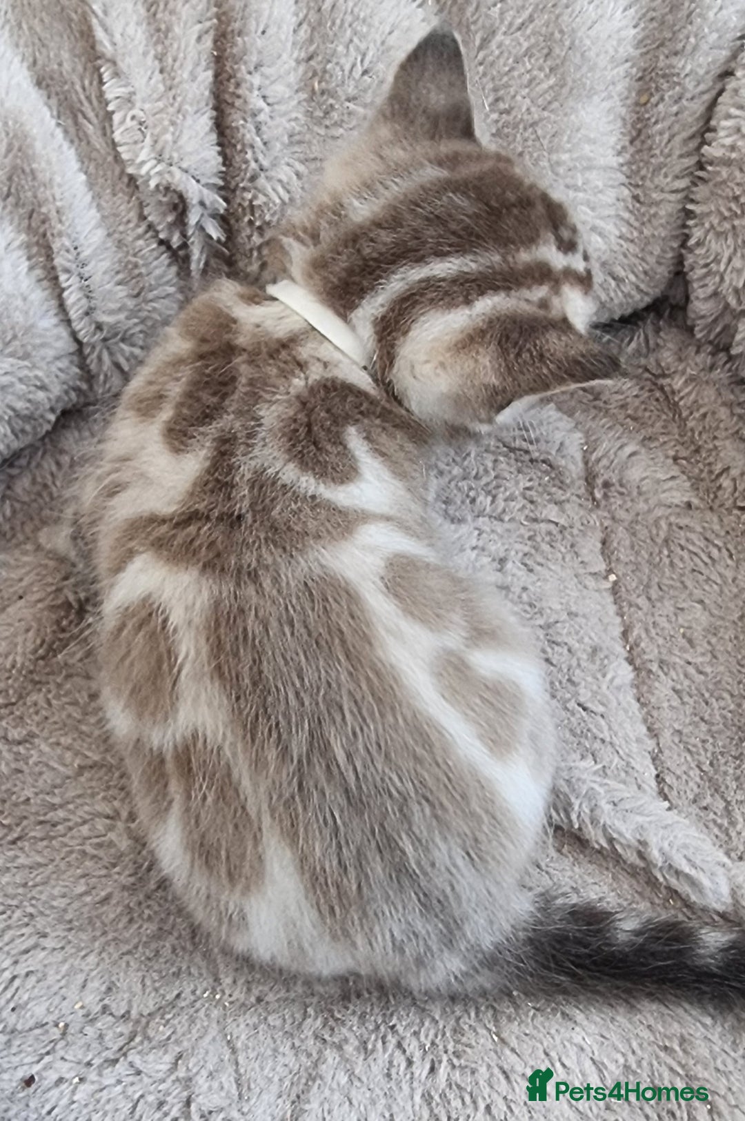 Bengal cats for sale: TICA Registered Bengal Kittens–Ready End Nov 25 - Image 18