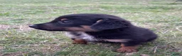 Mixed Breed dogs for sale: 🐾 Gorgeous Cocker × Border Collie Puppies 🌟 in Corwen - Advert 8