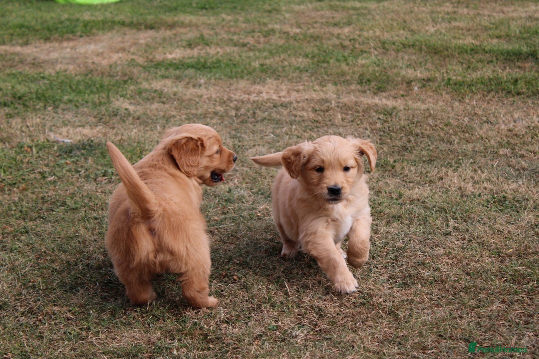 Golden Retriever dogs for sale: Golden retriever puppy’s  - Image 4