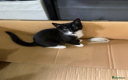Mixed Breed cats for sale: Scottish fold cross for sale  - Image 28