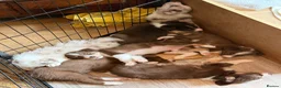 Border Collie dogs for sale: 2 male chocolate border collie puppies red Merle - Advert 16