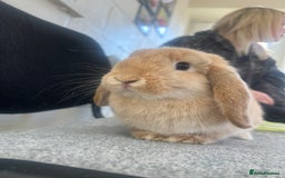 Dwarf Lop rabbits for sale: Female Dwarf Lop - Image 3
