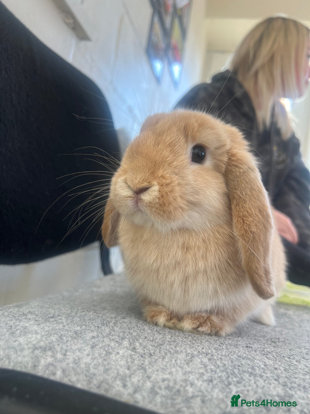 Dwarf Lop rabbits for sale: Female Dwarf Lop - Image 3