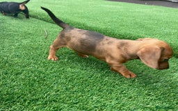 Miniature Dachshund dogs for sale: 4 adorable miniature dachshund puppies  - Image 35