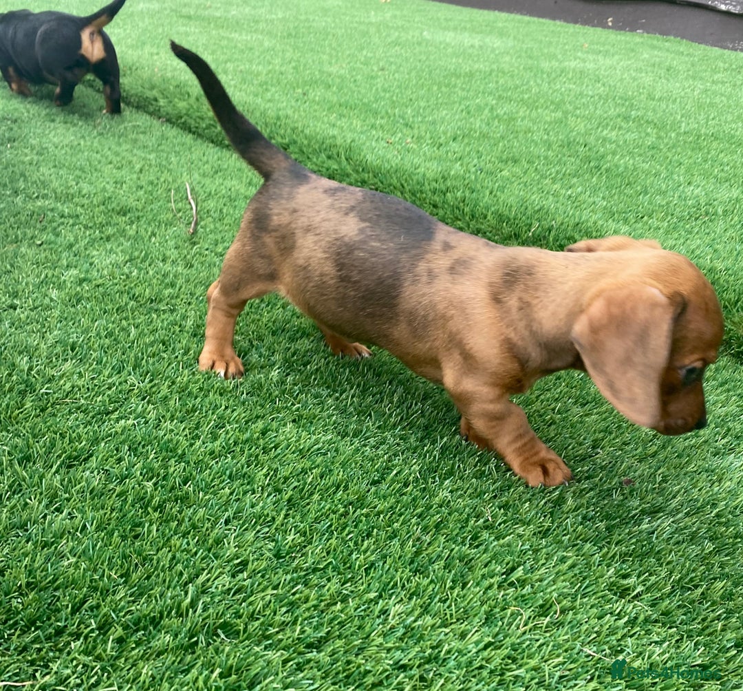 Miniature Dachshund dogs for sale: 4 adorable miniature dachshund puppies  - Image 35