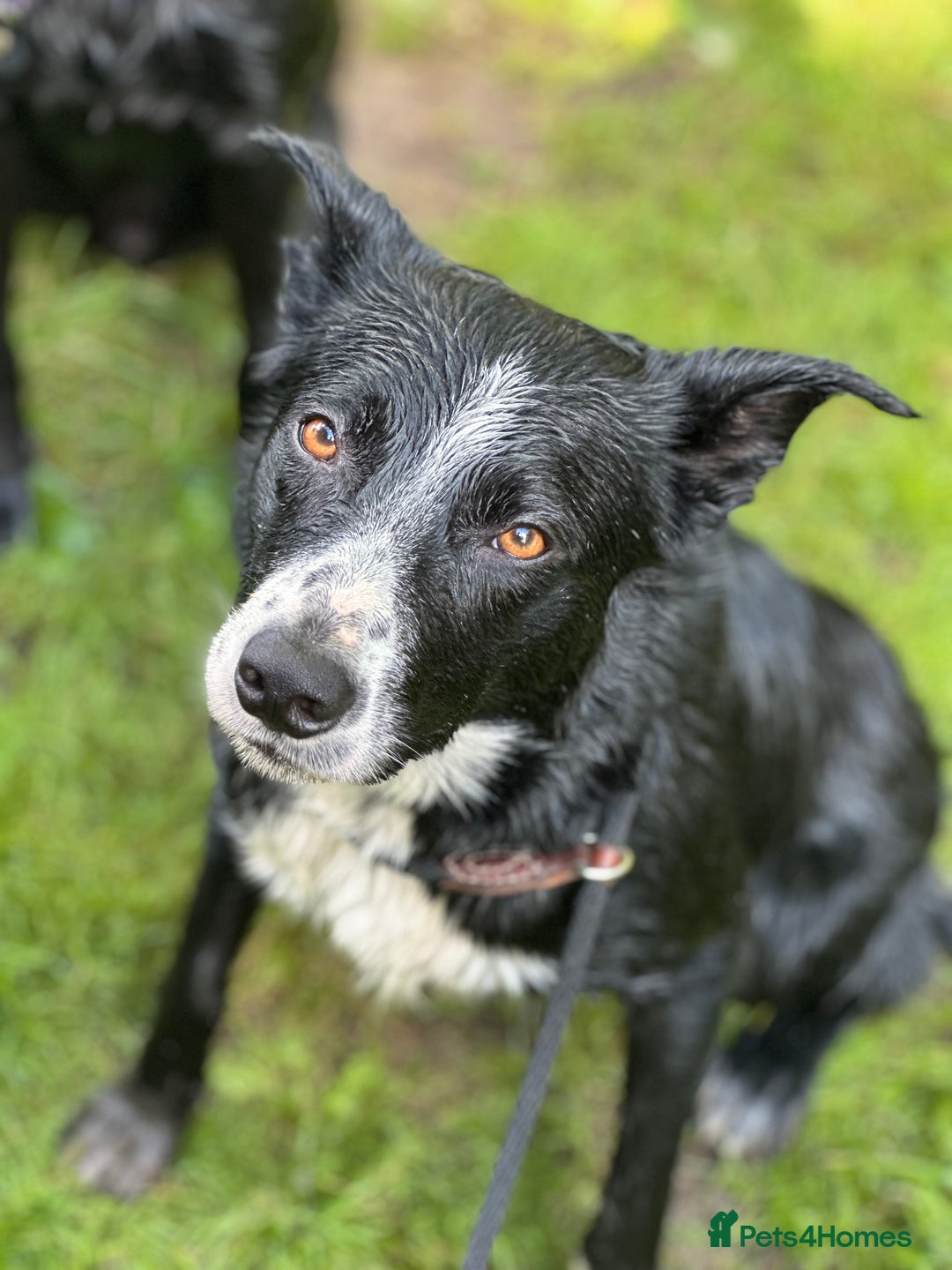 Mixed Breed dogs for sale: Stunning Collie pups - Image 5