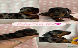 Dachshund dogs for sale: Miniature Daschund puppies - Image 6