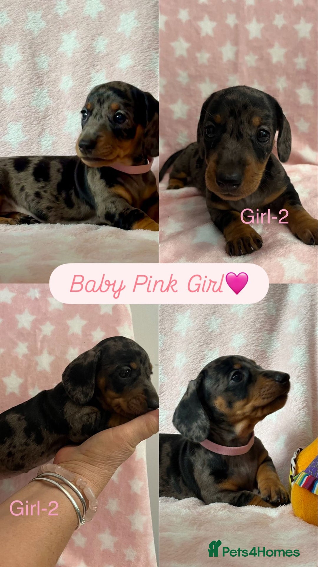 Dachshund dogs for sale: Miniature Daschund puppies - Image 6